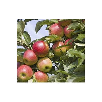 Jabłoń kolumnowa Witos parchoodporna z doniczki